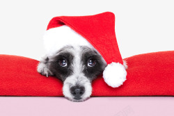 戴着圣诞帽的狗狗素材