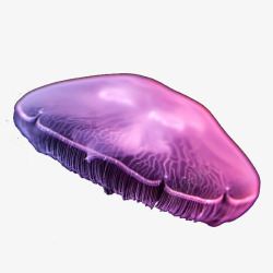 宠物水母梦幻紫色海月水母高清图片