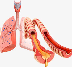 肺部气管粘液素材