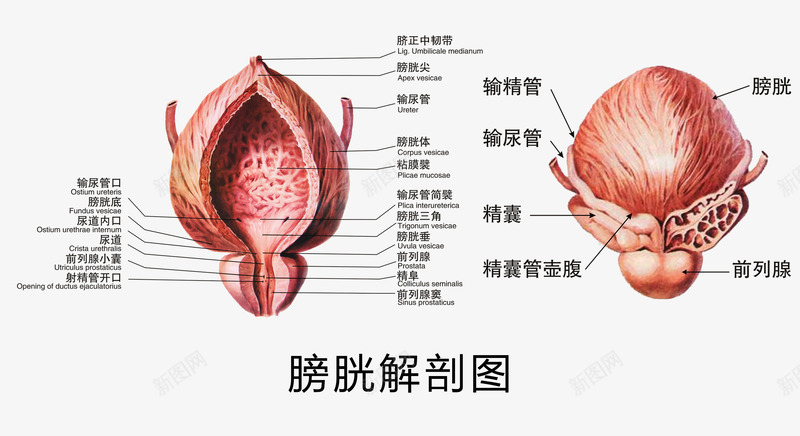 膀胱解剖图png免抠素材_新图网 https://ixintu.com 膀胱 膀胱解剖图 解剖图 解剖学 身体结构