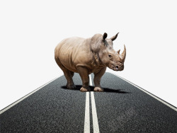 犀牛概念图概念图站在公路上的犀牛高清图片
