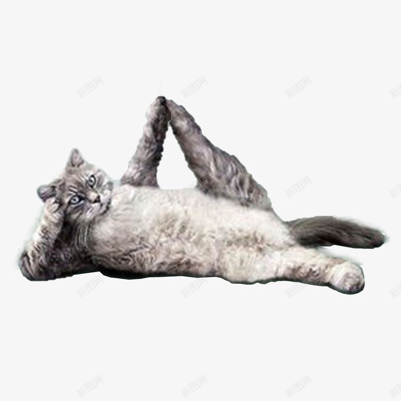 宠物学瑜伽png免抠素材_新图网 https://ixintu.com png 动物 宠物 猫 瑜伽