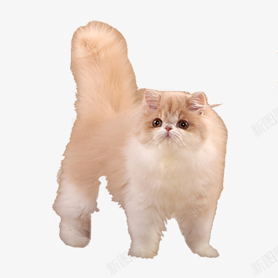 肥的波斯猫png免抠素材_新图网 https://ixintu.com 可爱 宠物 猫 萌萌的 黄色波斯猫