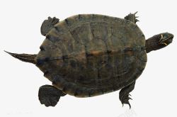龟类宠物乌龟高清图片