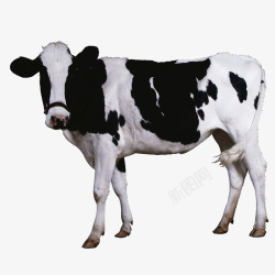 奶牛黑白花黑白花奶牛高清图片