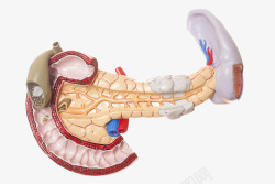 内分泌系统人体器官结构解剖高清图片