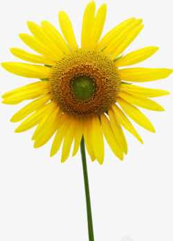 黄色完美向日葵花朵温馨素材