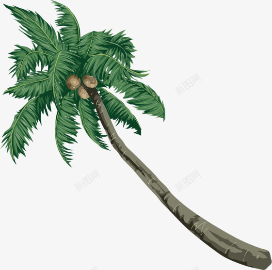 倾斜椰子树png免抠素材_新图网 https://ixintu.com 倾斜 手绘 椰子 椰树 绿色