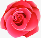 粉色玫瑰花温馨背景素材