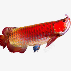 红色观赏鱼实物龙鱼宠物高清图片