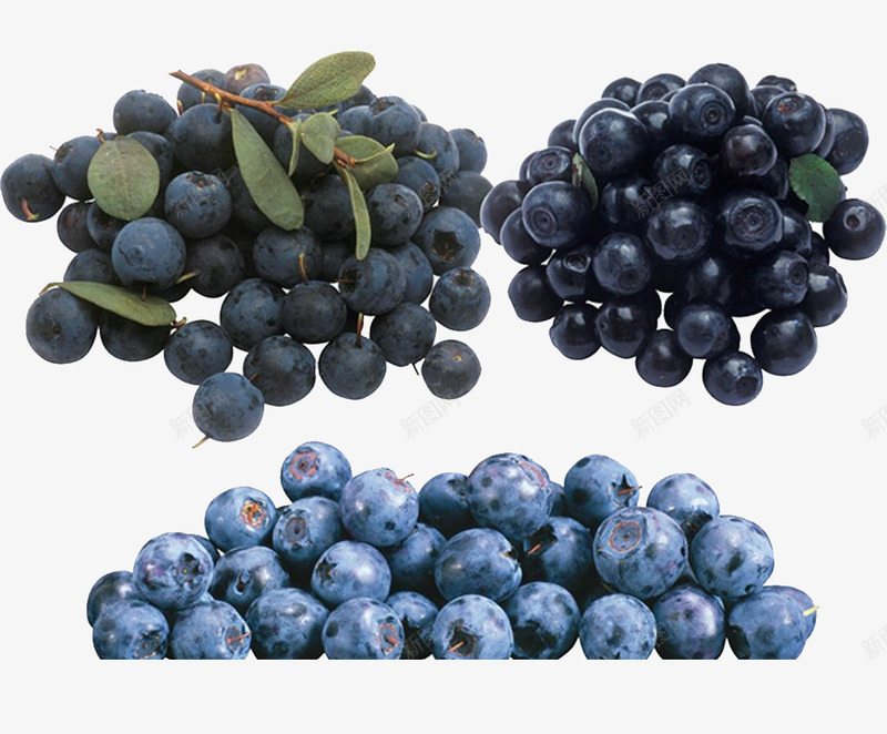 成熟的熊果苷蓝莓png免抠素材_新图网 https://ixintu.com 免抠 成熟 熊果苷 素材图 紫色 蓝莓