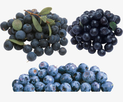 成熟的熊果苷蓝莓素材