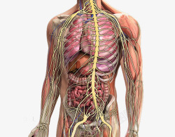 人体躯干内部结构示意图素材