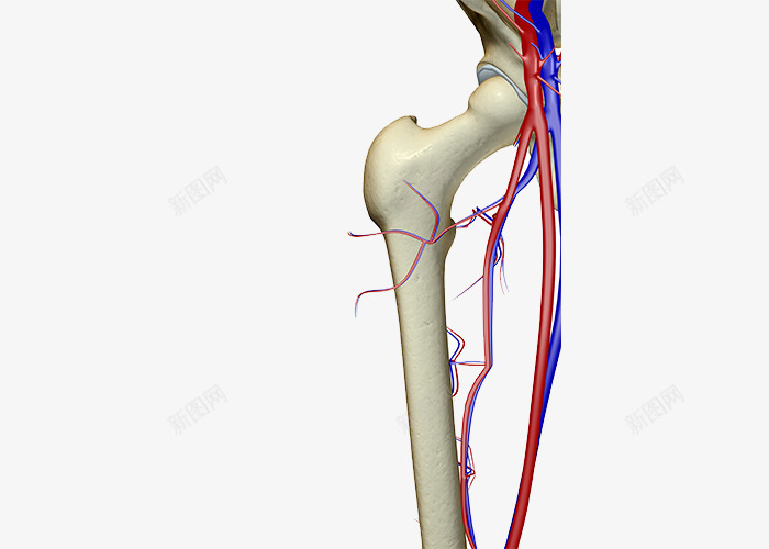 骨骼血管png免抠素材_新图网 https://ixintu.com 人体 动脉 结构 静脉