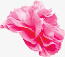 粉色温馨节日花朵植物装饰png免抠素材_新图网 https://ixintu.com 植物 温馨 粉色 节日 花朵 装饰