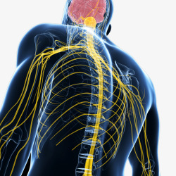 人体神经系统背面示意图素材