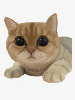 猫咪素材