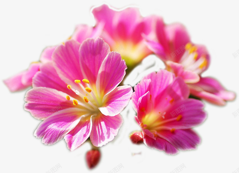 粉色温馨春天花朵植物png免抠素材_新图网 https://ixintu.com 春天 植物 温馨 粉色 花朵