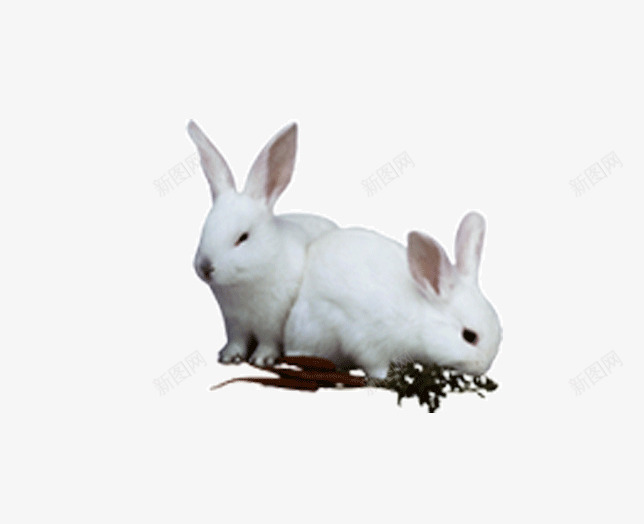 吃草的兔子png免抠素材_新图网 https://ixintu.com 兔子 其他 动物 宠物