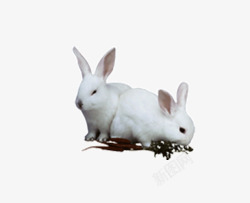 吃草的兔子素材