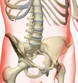 盆骨人体盆骨高清图片