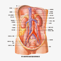 肾脏解剖图肾脏结构解剖图高清图片