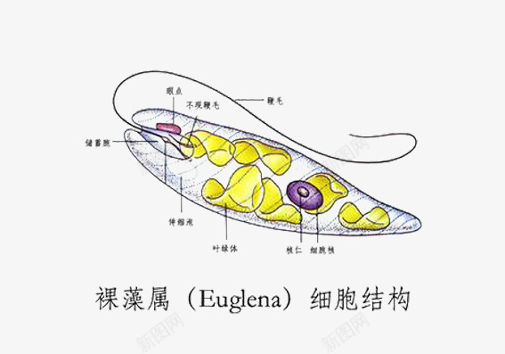 裸藻属的形态结构psd免抠素材_新图网 https://ixintu.com 水藻 藻植物 裸藻