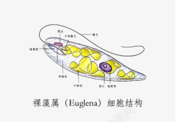 藻植物裸藻属的形态结构高清图片