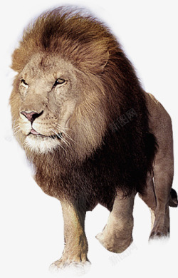 雄壮写实凶猛狮子高清图片