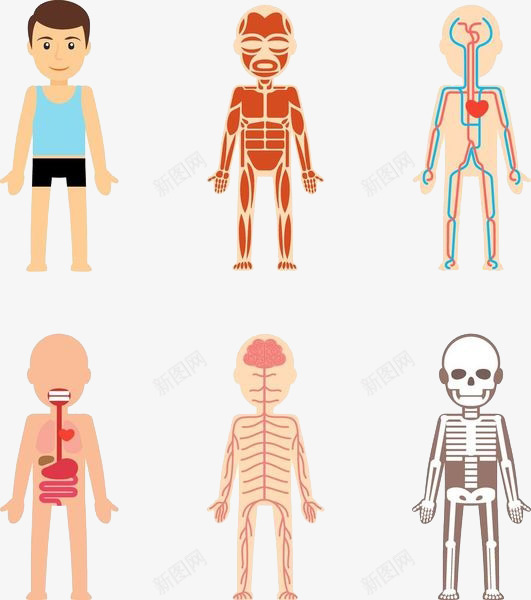 人体结构png免抠素材_新图网 https://ixintu.com X光 人体结构 医疗医药 卡通手绘 宿便 宿便原因 拍X光线 装饰