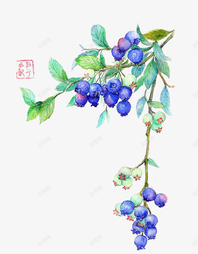 手绘植物png免抠素材_新图网 https://ixintu.com 叶子 植物 矢量装饰 蓝莓 装饰 装饰画