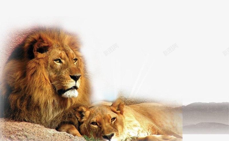 两只狮子png免抠素材_新图网 https://ixintu.com 两只 狮子 非洲