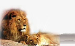 两只狮子两只狮子高清图片
