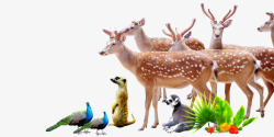 动物集可爱清新动物装饰图案高清图片
