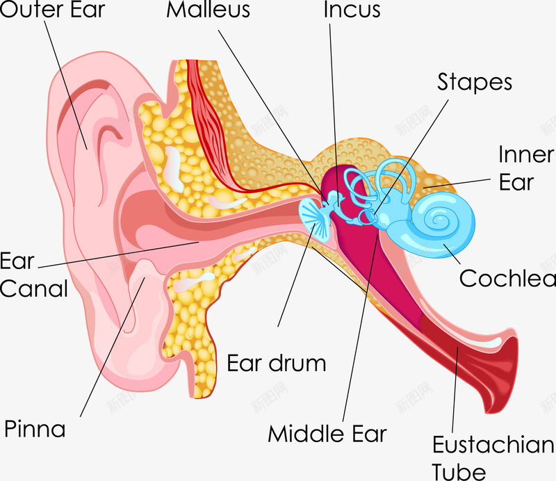 人体器官矢量图eps免抠素材_新图网 https://ixintu.com 器官 结构 耳朵 矢量图