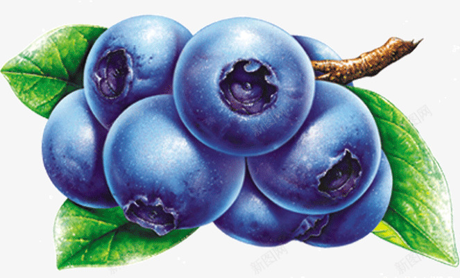 蓝色水果蓝莓png免抠素材_新图网 https://ixintu.com 水果 蓝色 蓝莓