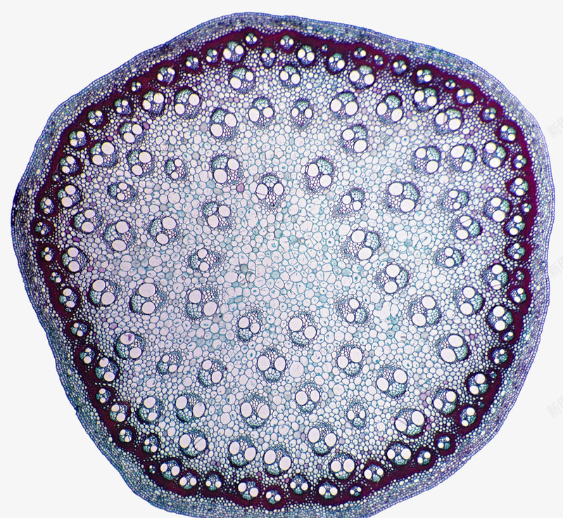 植物细胞结构psd免抠素材_新图网 https://ixintu.com 干细胞 植物细胞结构 细胞壁 细胞质