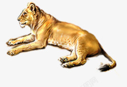 黄色狮子凶猛动物素材