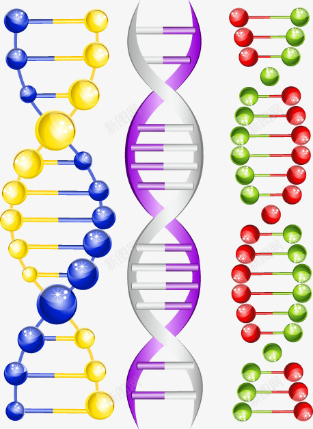 彩色基因结构矢量图eps免抠素材_新图网 https://ixintu.com 基因结构 彩色 装饰 矢量图