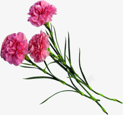 粉色温馨康乃馨花朵节日母亲节素材