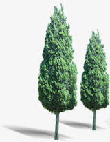 企业园艺松树绿植素材