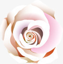 白色玫瑰花温馨背景素材