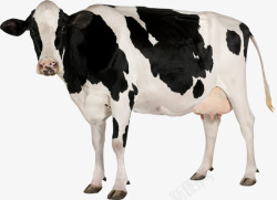 站着卡通站着的奶牛抠图高清图片