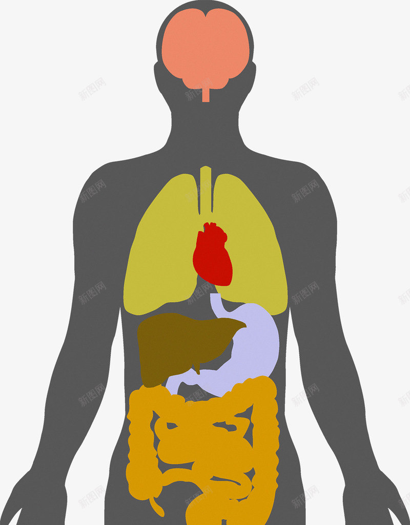 人体结构png免抠素材_新图网 https://ixintu.com 人体 人体内脏器官 内脏 内脏图 器官 结构