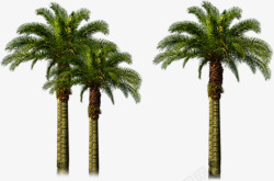高大椰树美景场景素材