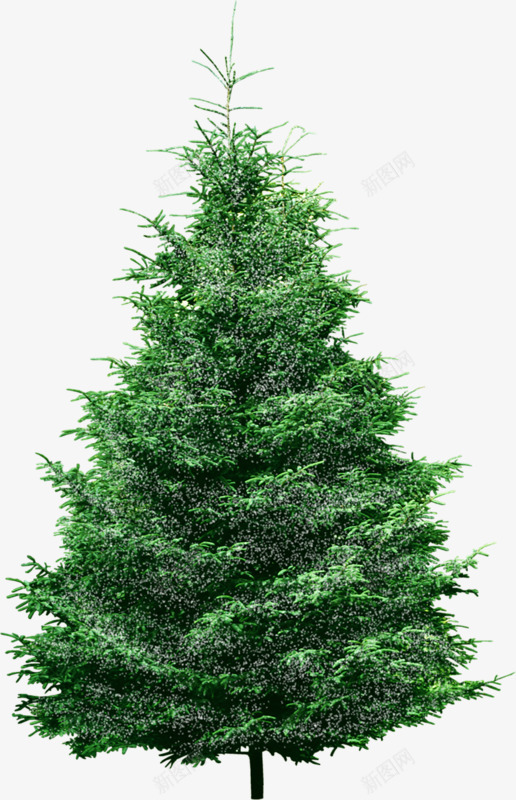 绿色的小松树png免抠素材_新图网 https://ixintu.com 松树 树 植物 绿色