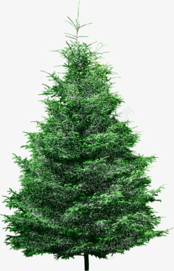 绿色小松树绿色的小松树高清图片