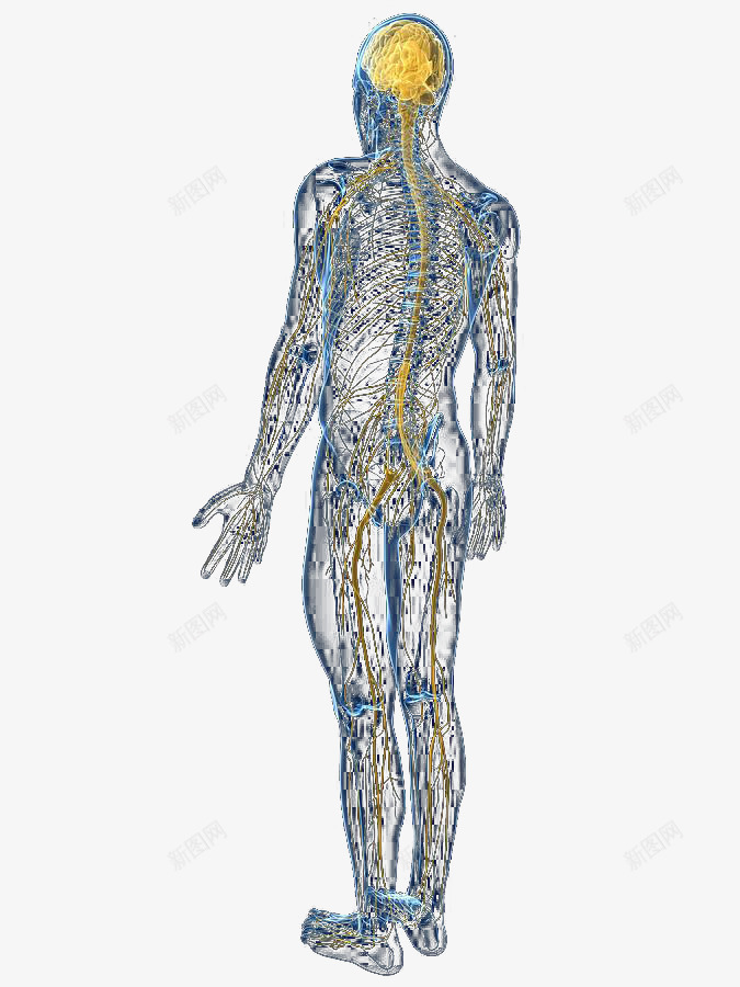 人体结构神经系统示意图png免抠素材_新图网 https://ixintu.com 神经 神经系统 神经结构 脊神经 脑神经