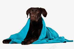 蓝色毯子包着蓝色毯子的宠物狗高清图片