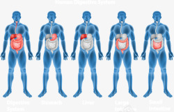 腹腔人体腹腔结构高清图片